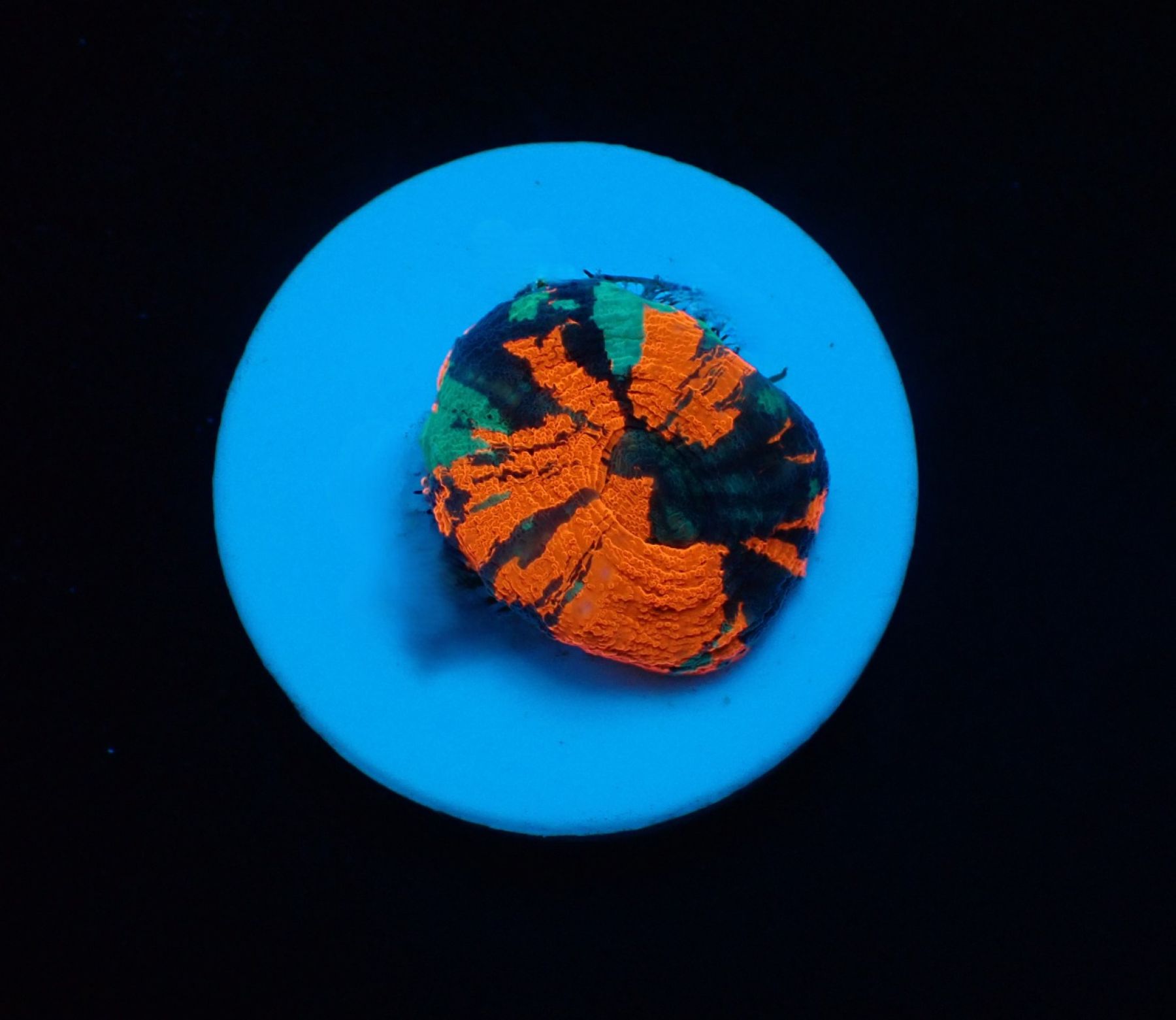 Homophyllia australis (War Paint) (frag)